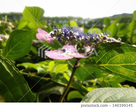 Hydrangeas and the beautiful details of their leaf veins stand out against the rainy season sky (horizontal orientation) 140399145