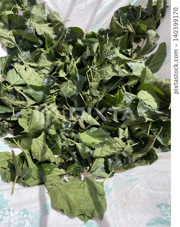 Fresh Mulberry Leaves Drying Under Sunlight Fresh Mulberry Leaves Drying Under Sunlight 140399170