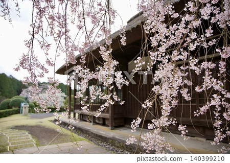 Branded cherry blossoms and old houses Branded cherry blossoms and old houses 140399210