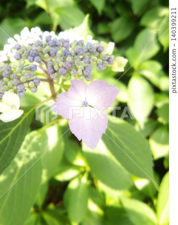 The delicate flowers of the lacecap hydrangea shimmer in the early summer sunlight (vertical orientation) The delicate flowers of the lacecap hydrangea shimmer in the early summer sunlight (vertical orientation) 140399211