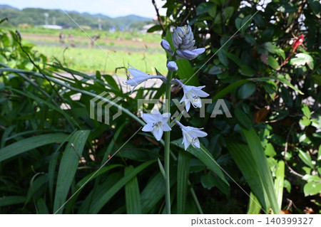 我花園裡盛開著大葉玉簪花 我花園裡盛開著大葉玉簪花 140399327