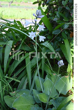我花園裡盛開著大葉玉簪花 我花園裡盛開著大葉玉簪花 140399328