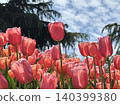 Healthy-growing red tulips 140399380