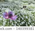 Purple flowers blooming in a field of white flowers 140399381