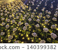 Illuminations and white roses 140399382