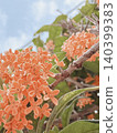 Natural close-up of osmanthus flowers 140399383