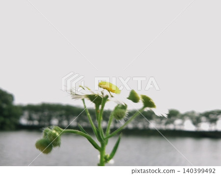 Wild fleabane flowers viewed against the backdrop of a lakeside and sky in early summer (horizontal orientation) Wild fleabane flowers viewed against the backdrop of a lakeside and sky in early summer (horizontal orientation) 140399492