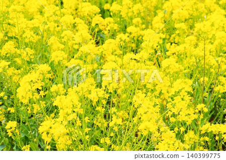 Canola flowers in full bloom Canola flowers in full bloom 140399775