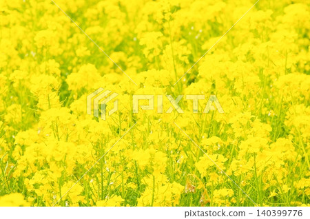 盛開的油菜花〉 盛開的油菜花〉 140399776