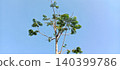Treetop against a blue sky 140399786