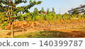 Planting young trees in red soil 140399787