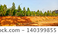 A row of pine trees on a red earth embankment 140399855