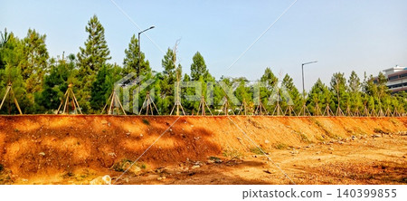 A row of pine trees on a red earth embankment A row of pine trees on a red earth embankment 140399855