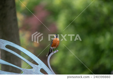 American Robin Perched on Ornate Metal Garden Chair American Robin Perched on Ornate Metal Garden Chair 140399860