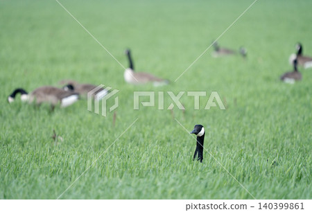 Canada Goose Peering Above Lush Green Grass Among Grazing Flock Canada Goose Peering Above Lush Green Grass Among Grazing Flock 140399861