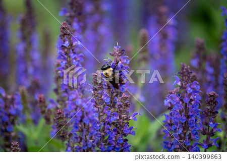 Carpenter Bee Foraging on Vibrant Purple Salvia Blooms Carpenter Bee Foraging on Vibrant Purple Salvia Blooms 140399863