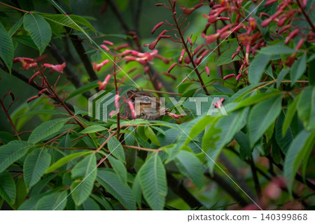 Chipmunk Feeding on Pink Flowering Buckeye Blossoms in Tree Chipmunk Feeding on Pink Flowering Buckeye Blossoms in Tree 140399868