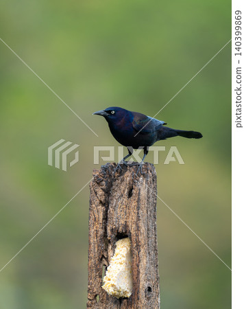 Common Grackle Calling Out from Atop Rustic Weathered Post 140399869