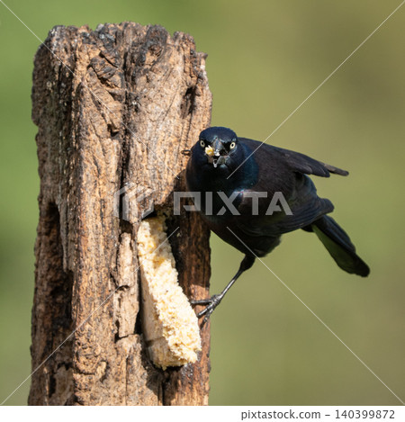 Common Grackle Feeding on Suet at Rustic Weathered Post Common Grackle Feeding on Suet at Rustic Weathered Post 140399872