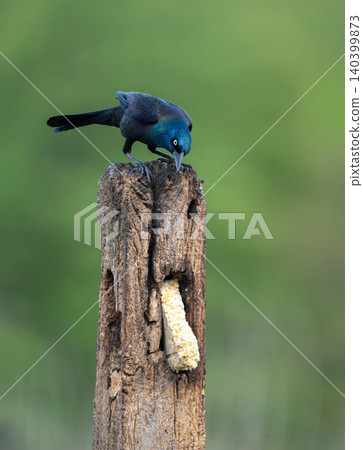 Common Grackle Feeding on Suet at Rustic Weathered Post 140399873
