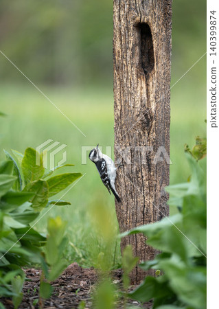 Downy Woodpecker Clinging to Weathered Post Surrounded by Lush Foliage 140399874