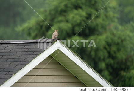 Mourning Dove Perched on Rooftop Peak Against Lush Green Trees Mourning Dove Perched on Rooftop Peak Against Lush Green Trees 140399883