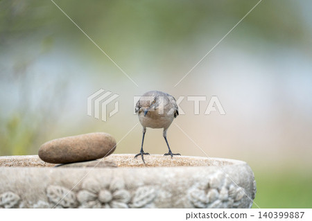 Northern Mockingbird Standing Bold on Stone Bird Bath Northern Mockingbird Standing Bold on Stone Bird Bath 140399887
