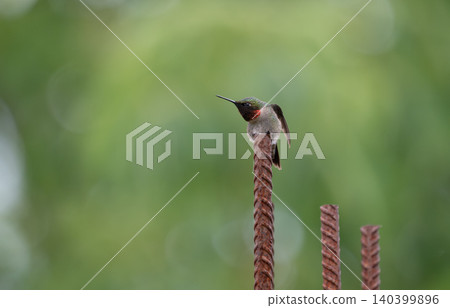 Ruby-Throated Hummingbird Perched on Rusty Rebar Against Green Bokeh Ruby-Throated Hummingbird Perched on Rusty Rebar Against Green Bokeh 140399896