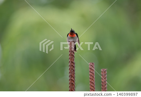 Ruby-Throated Hummingbird Perched on Rusty Rebar Against Green Bokeh Ruby-Throated Hummingbird Perched on Rusty Rebar Against Green Bokeh 140399897