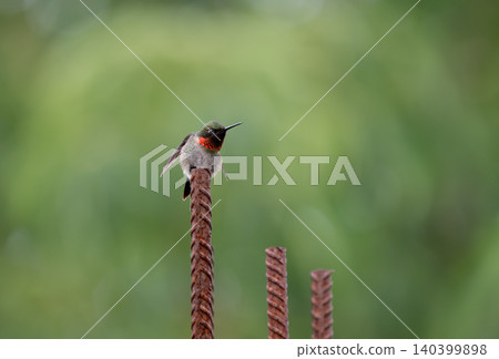 Ruby-Throated Hummingbird Perched on Rusty Rebar Against Green Bokeh 140399898