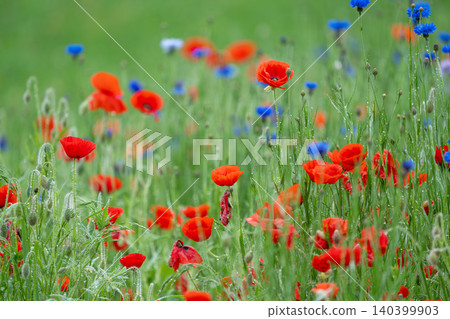 Vibrant Red Poppies and Blue Bachelor's Buttons in Dewy Wildflower Meadow Vibrant Red Poppies and Blue Bachelor's Buttons in Dewy Wildflower Meadow 140399903