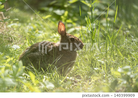 Wild Cottontail Rabbit Resting in Sunlit Green Undergrowth Wild Cottontail Rabbit Resting in Sunlit Green Undergrowth 140399909
