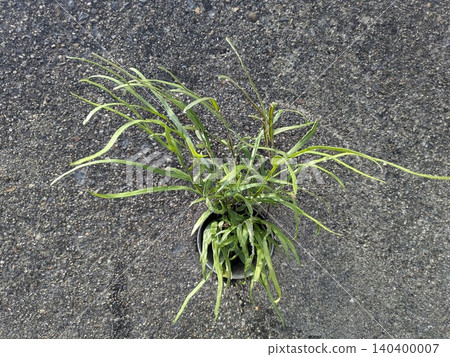 weeds growing on concrete 140400007