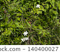  白花 140400027