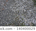 地面鋪滿了散落的櫻花花瓣 140400029