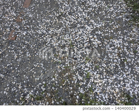 地面鋪滿了散落的櫻花花瓣 地面鋪滿了散落的櫻花花瓣 140400029