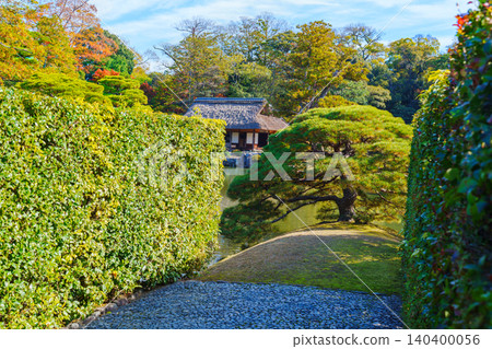 Kyoto Katsura Rinsai Sumiyoshi's pine Kyoto Katsura Rinsai Sumiyoshi's pine 140400056