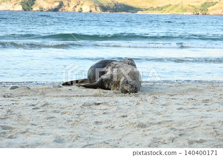 new zealand sea lion new zealand sea lion 140400171