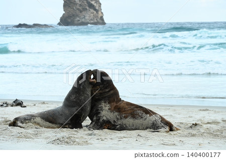 新西蘭海獅 140400177