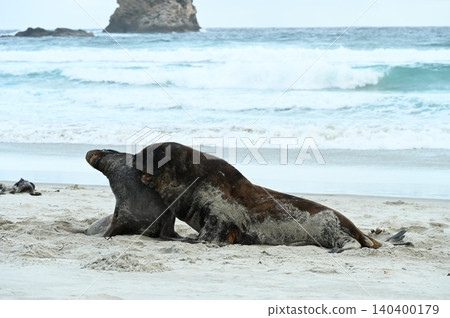 新西蘭海獅 140400179