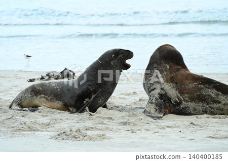新西蘭海獅 新西蘭海獅 140400185