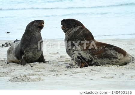 new zealand sea lion new zealand sea lion 140400186