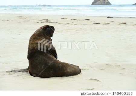 新西蘭海獅 140400195
