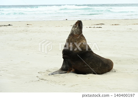 new zealand sea lion 140400197