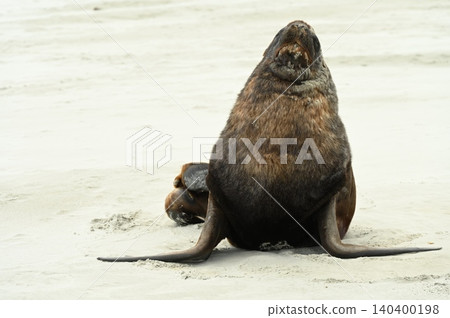 新西蘭海獅 140400198