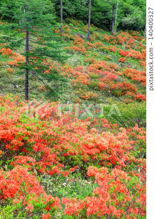 Ranged azalea of Yu no Maru plateau Ranged azalea of Yu no Maru plateau 140400327