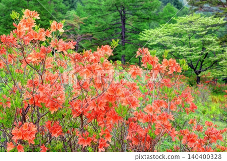 Ranged azalea of Yu no Maru plateau Ranged azalea of Yu no Maru plateau 140400328