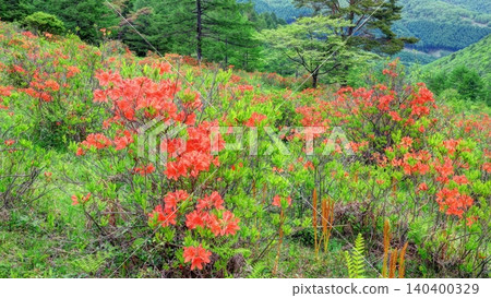 Ranged azalea of Yu no Maru plateau Ranged azalea of Yu no Maru plateau 140400329