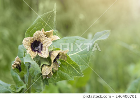 Hyoscyamus plant with yellowish-green patterned blossoms Hyoscyamus plant with yellowish-green patterned blossoms 140400701