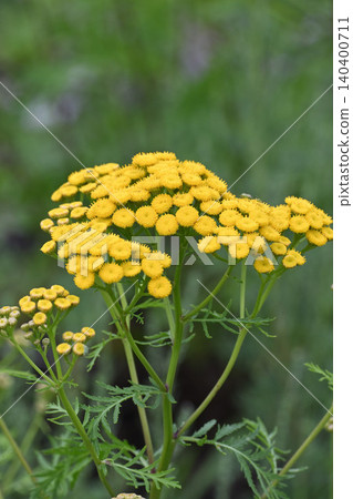 Yellow chrysanthemums blooming in the field Yellow chrysanthemums blooming in the field 140400711